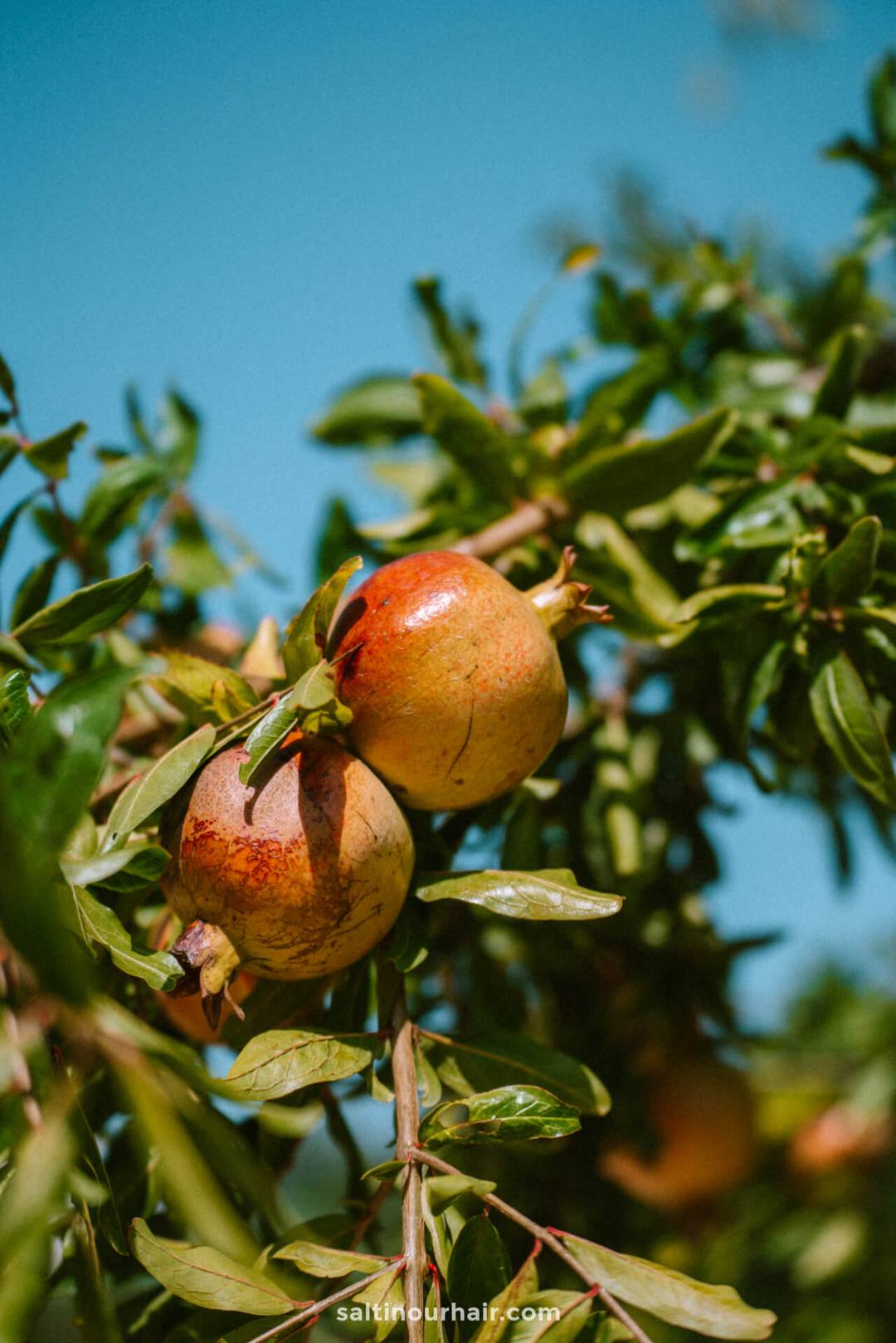 farm gozo