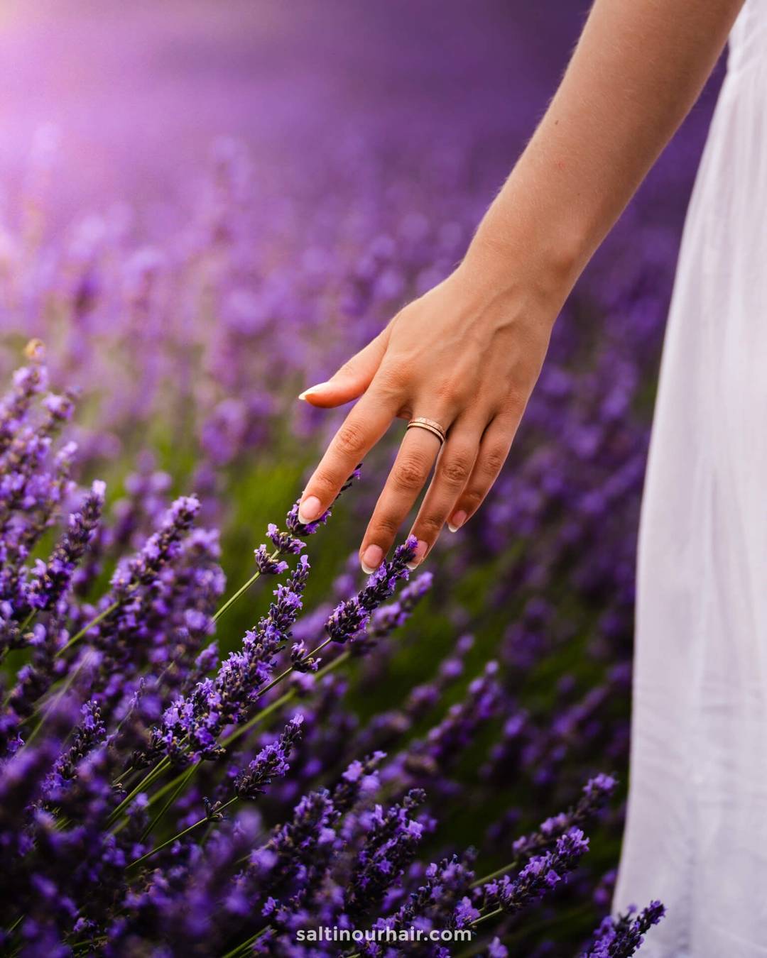 lavender fields france