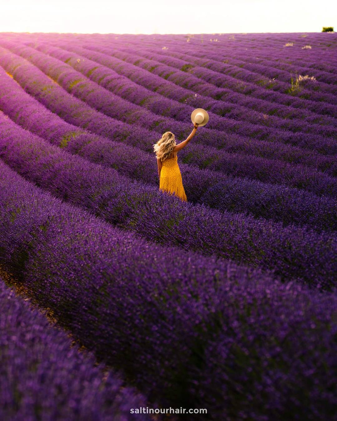 lavender fields provence france