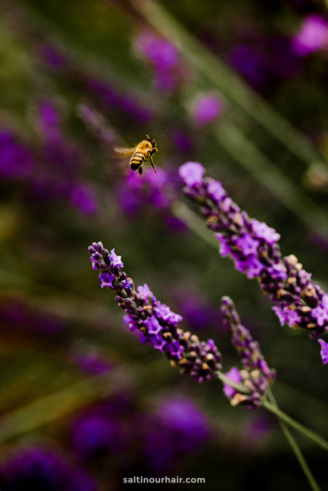 lavender fields france