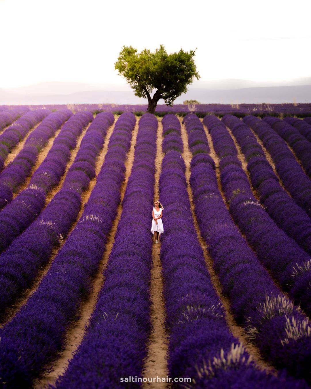 provence france lavender fields valensole
