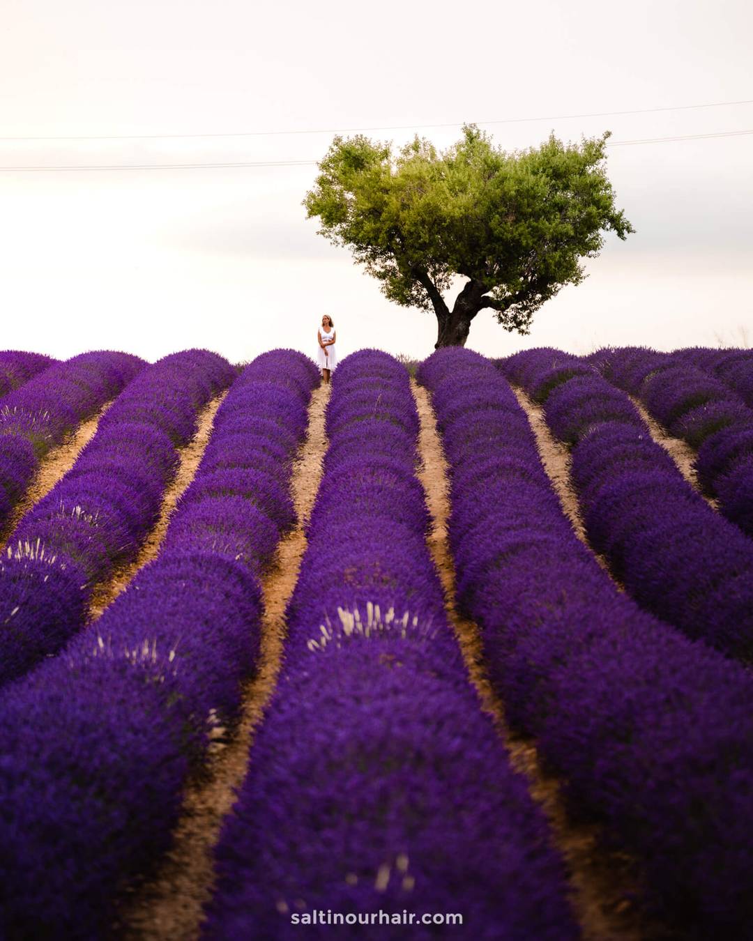 Lavendes Angelvin&nbsp;provence france
