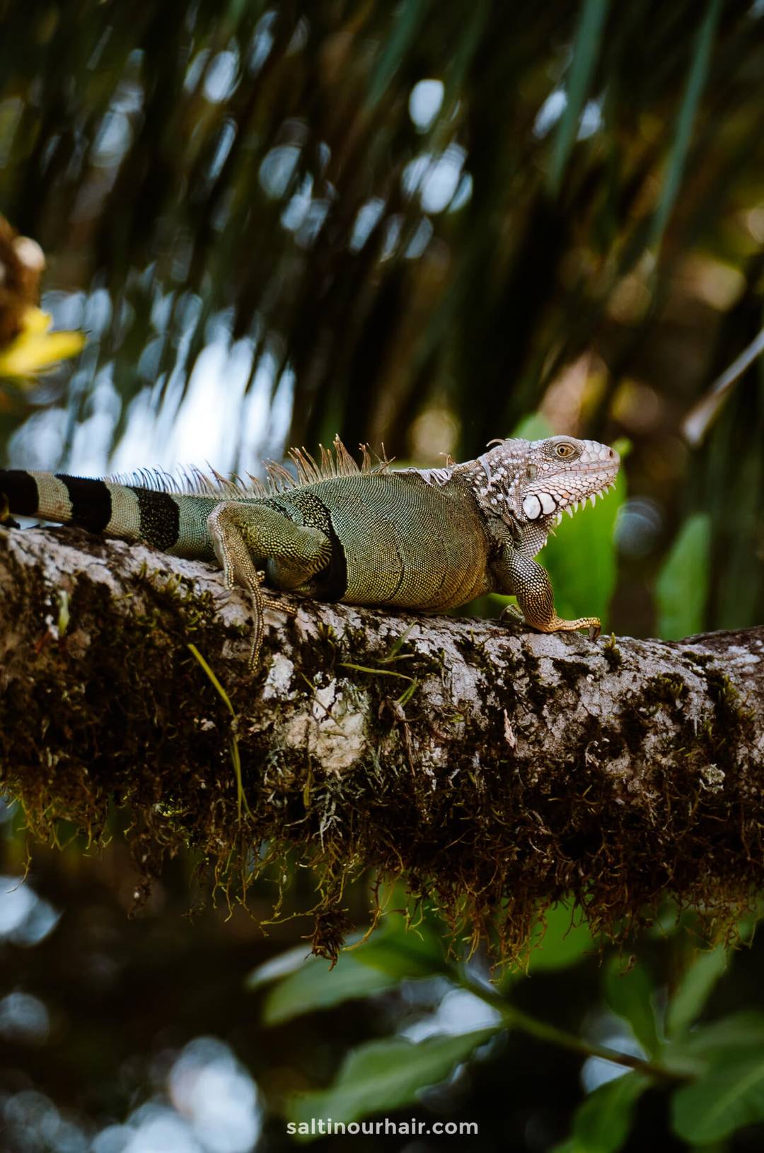 things to do uvita wildlife tour