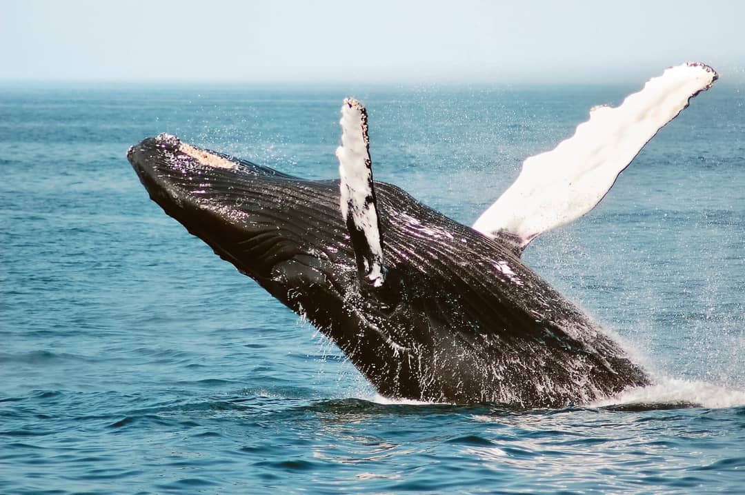 Madeira itinerary whale watching