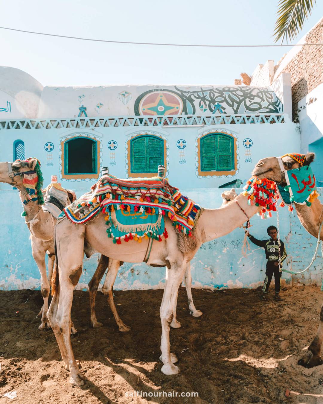wildlife tourism camels