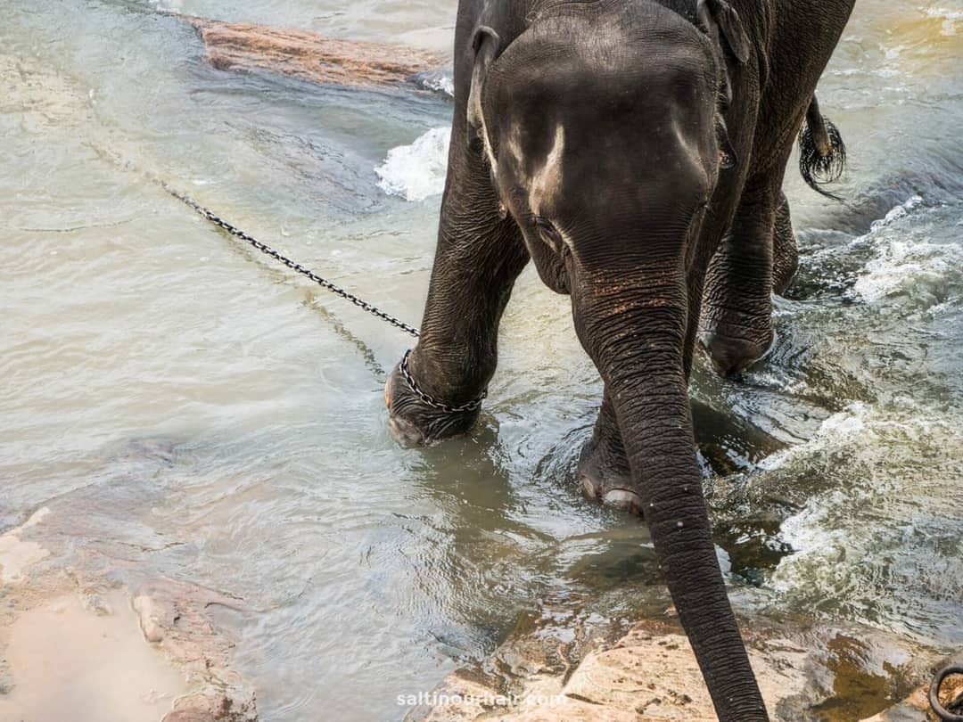 avoid elephant riding