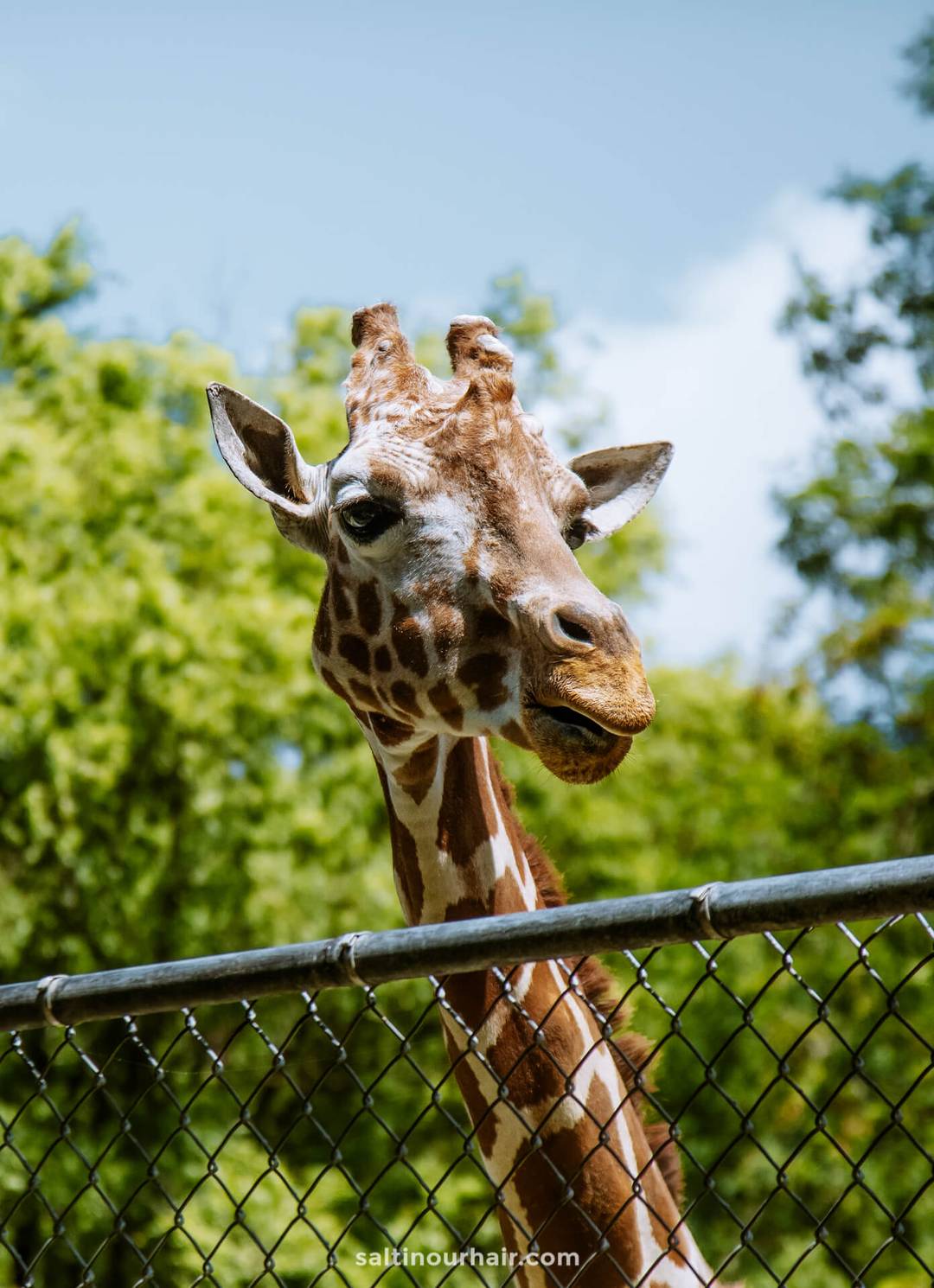 alternatives wildlife tourism