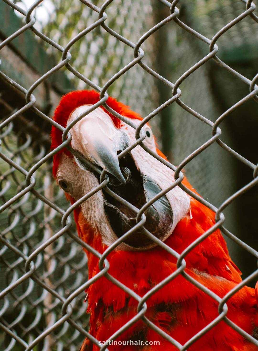 better alternatives for wildlife tourism