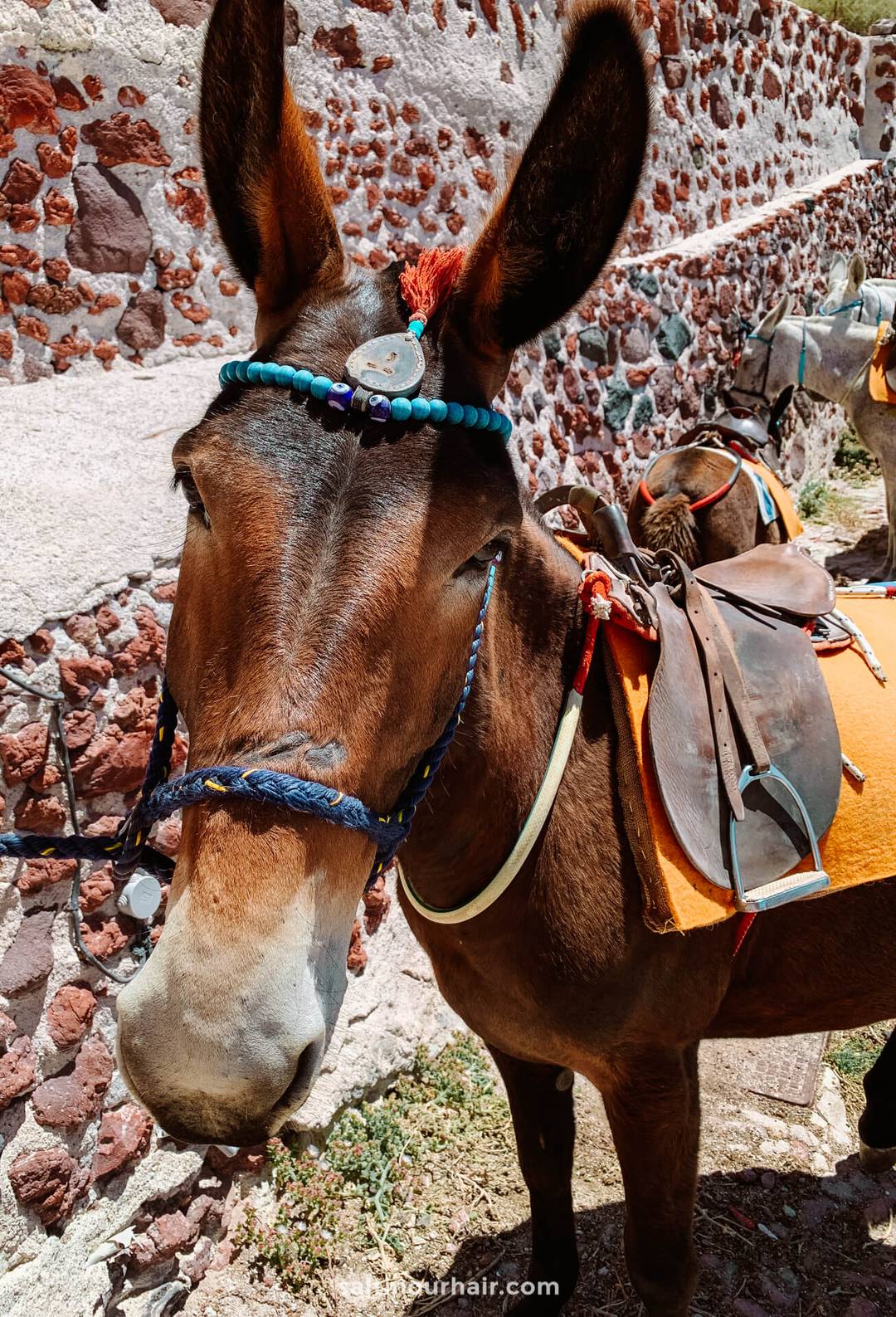 wildlife tourism donkey