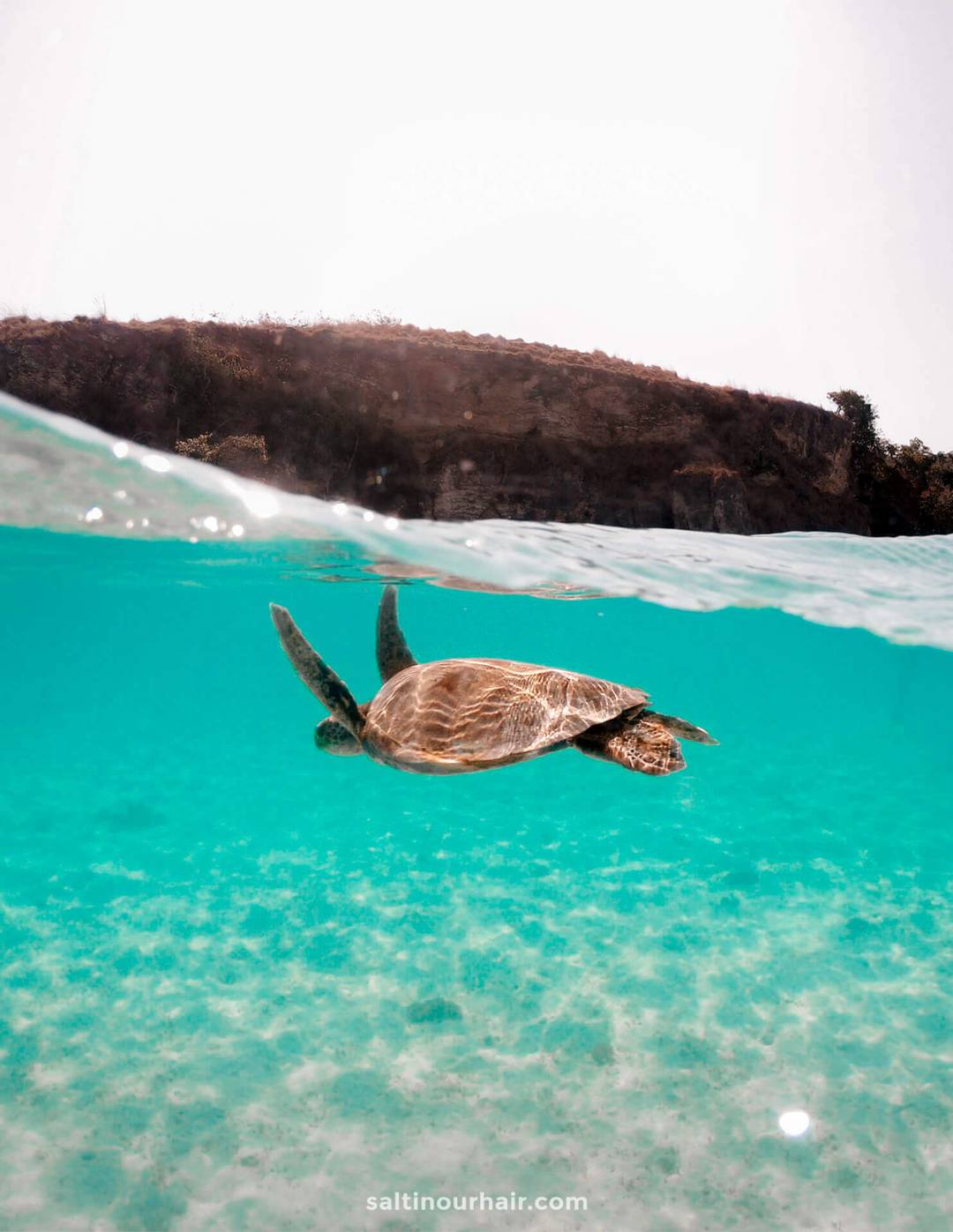 Wildlife Tourism Better Alternatives to See Animals while Traveling