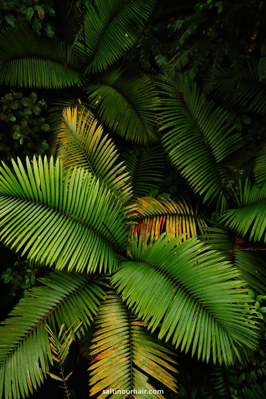 la fortuna costa rica Mistico Arenal