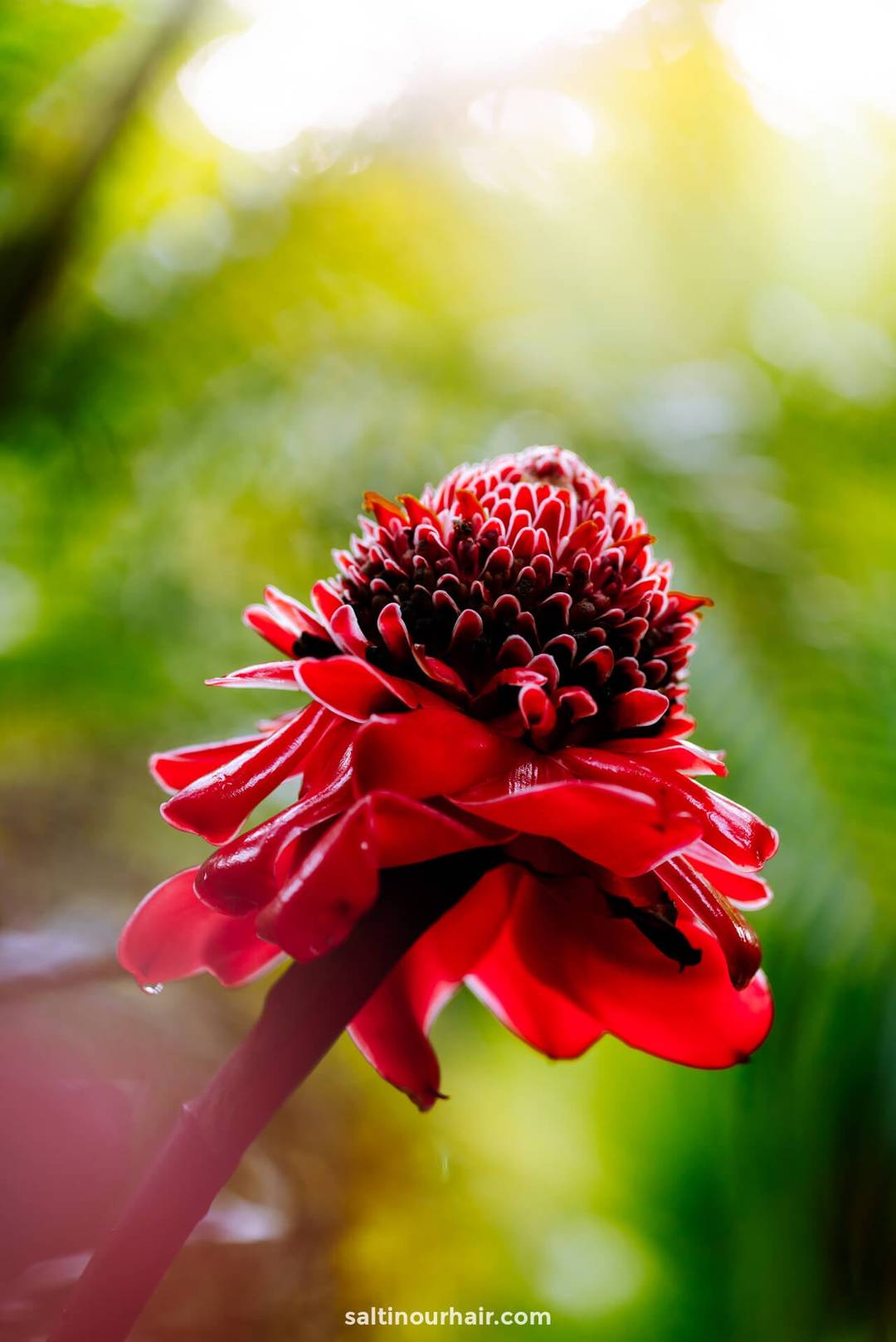 roze bloem costa rica