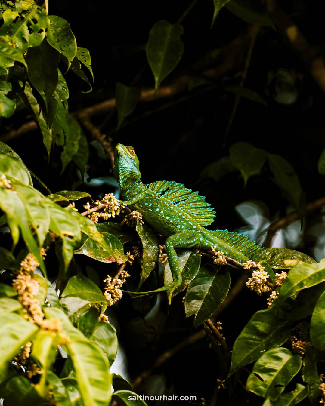 tortugueo national park wilde dieren