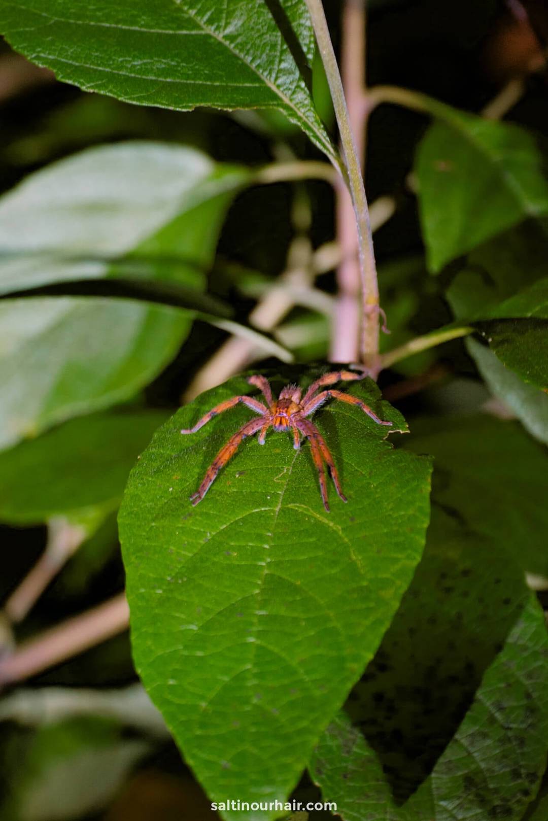 spinnen costa rica