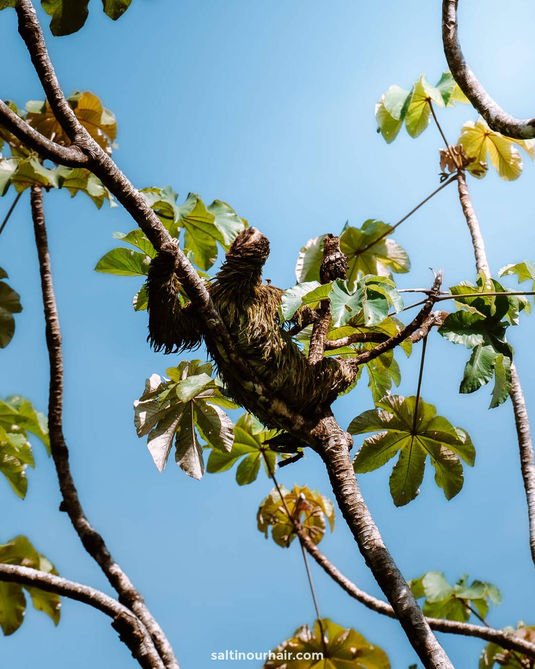 costa rica travel guide sloth