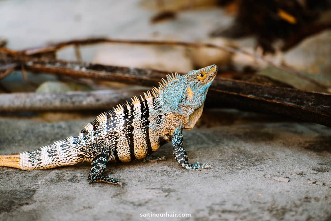 iguanas costa rica