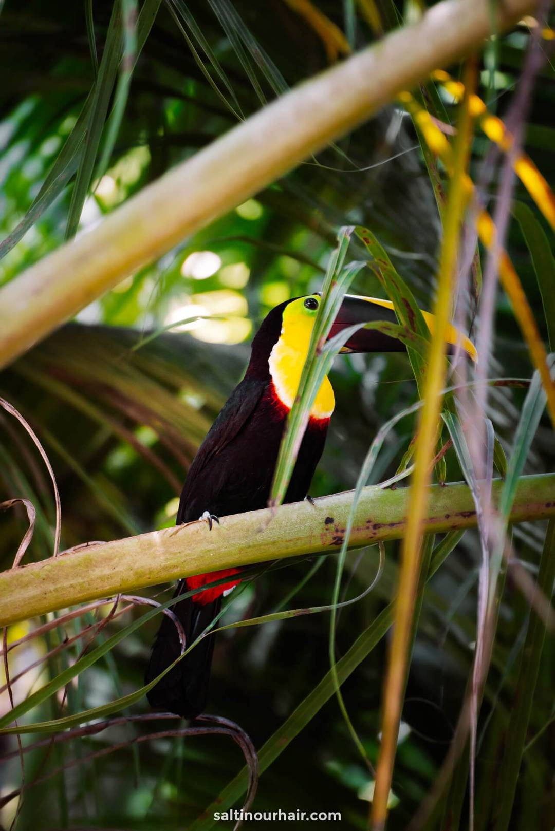tropical bird costa rica