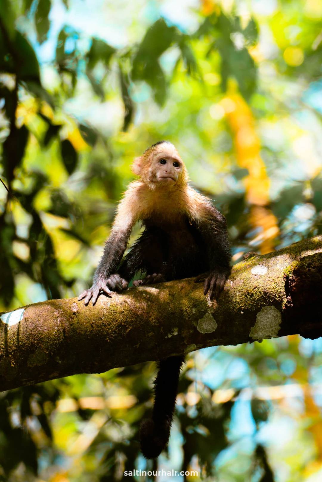 monkey costa rica