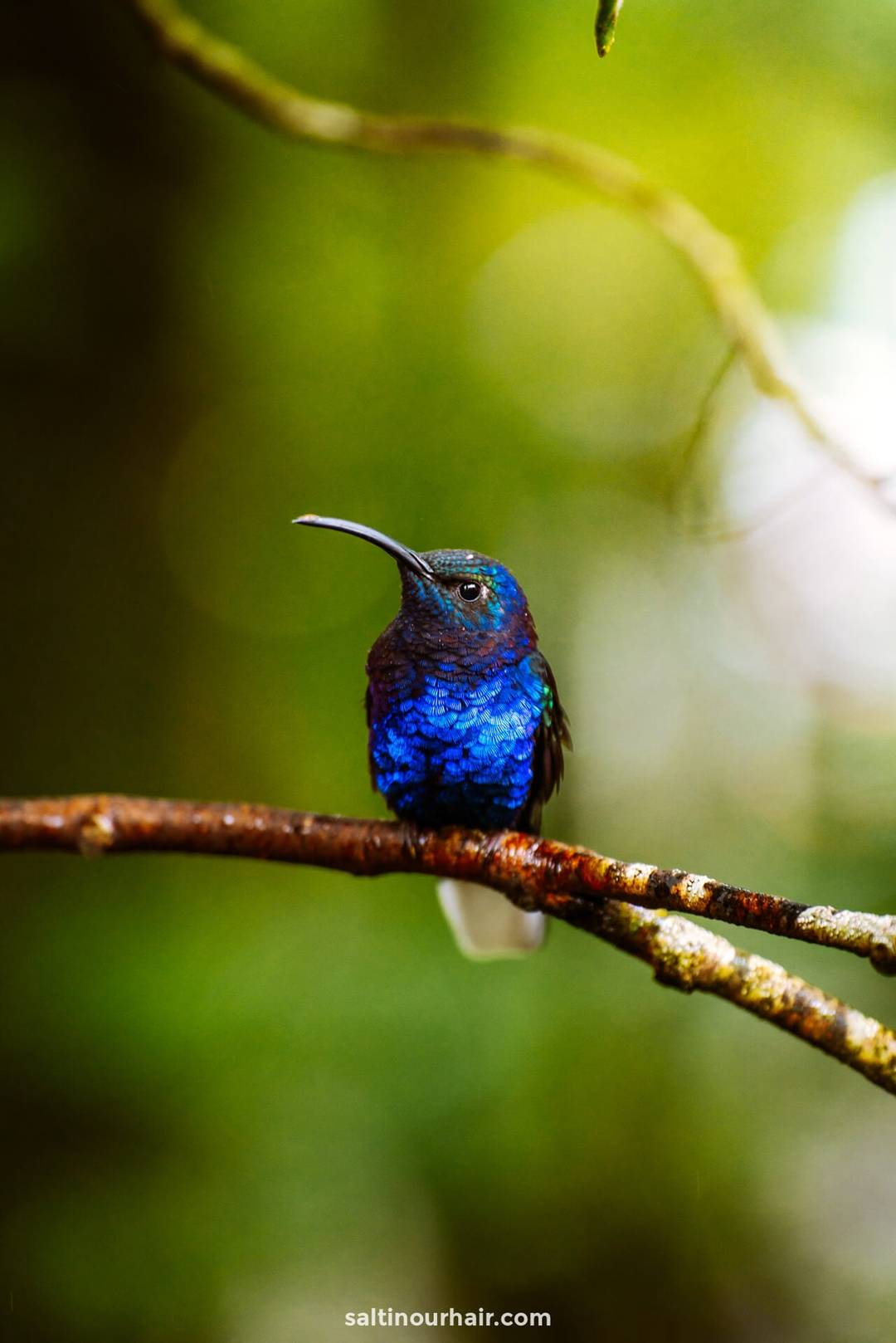 hummingbird costa rica travel guide