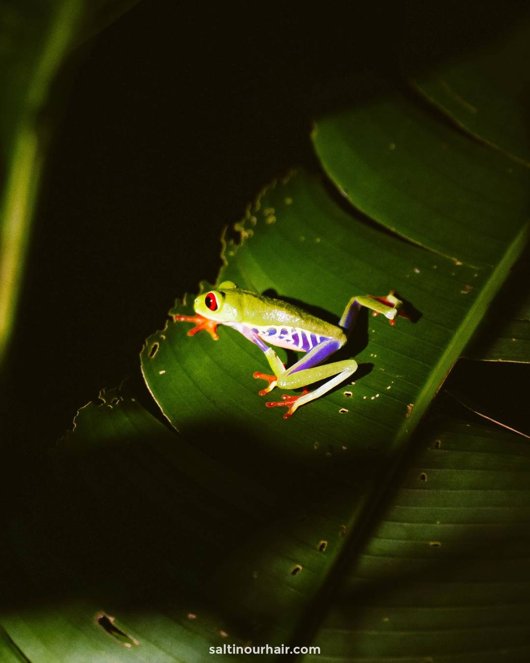 monteverde things to do frog