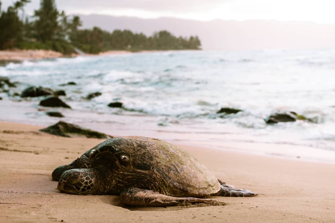 schildpadseizoen tortuguero costa rica