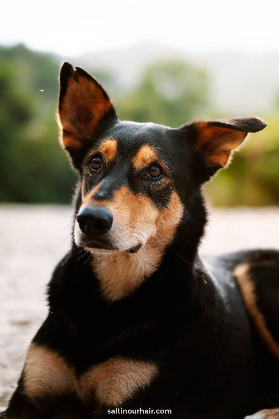 Black and tan rescue dog lying on sandy ground at Animal SOS Sri Lanka in Ahangama.