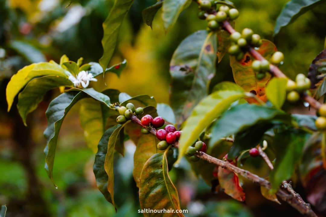 Chocolate Coffee tour costa rica