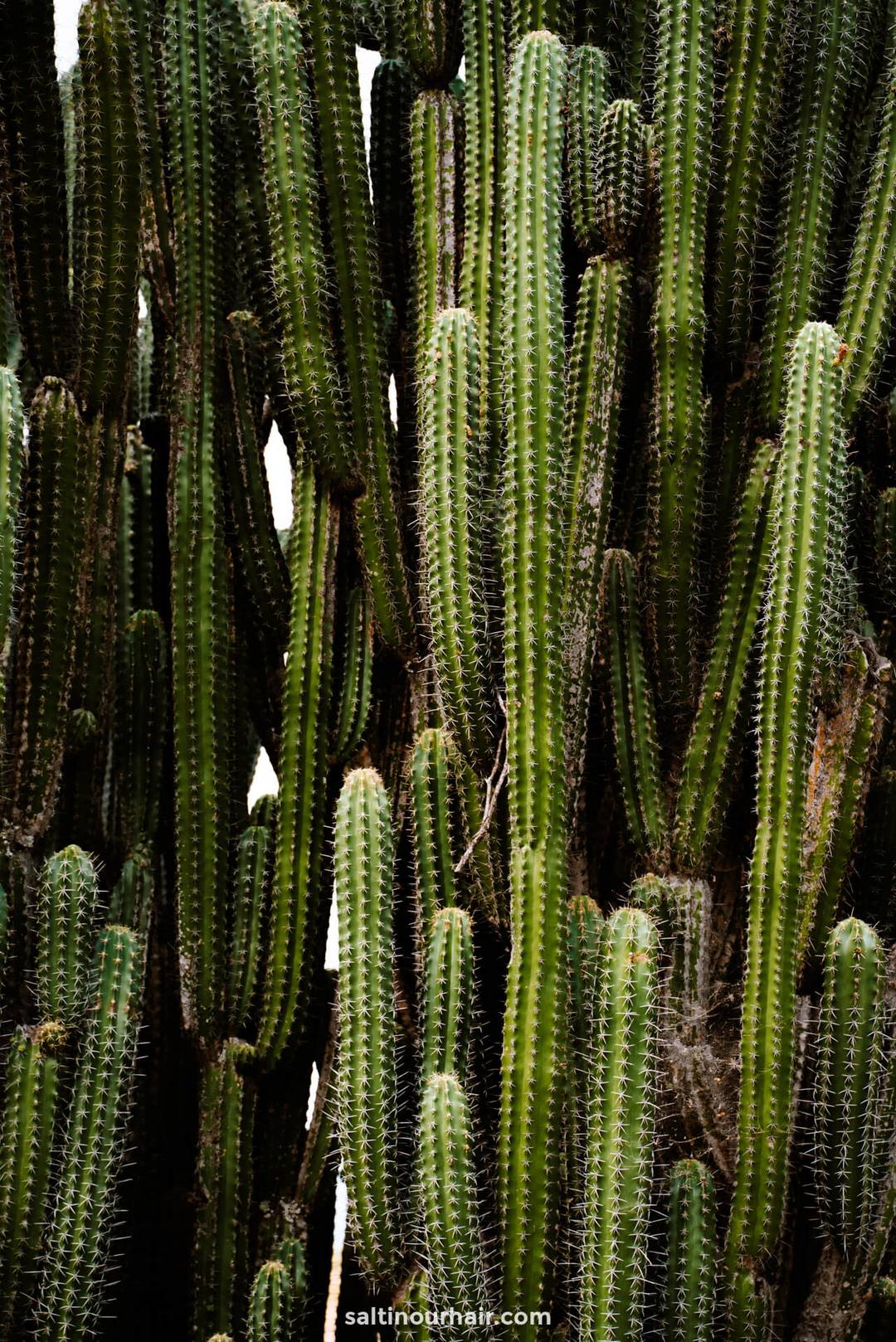 desert colombia