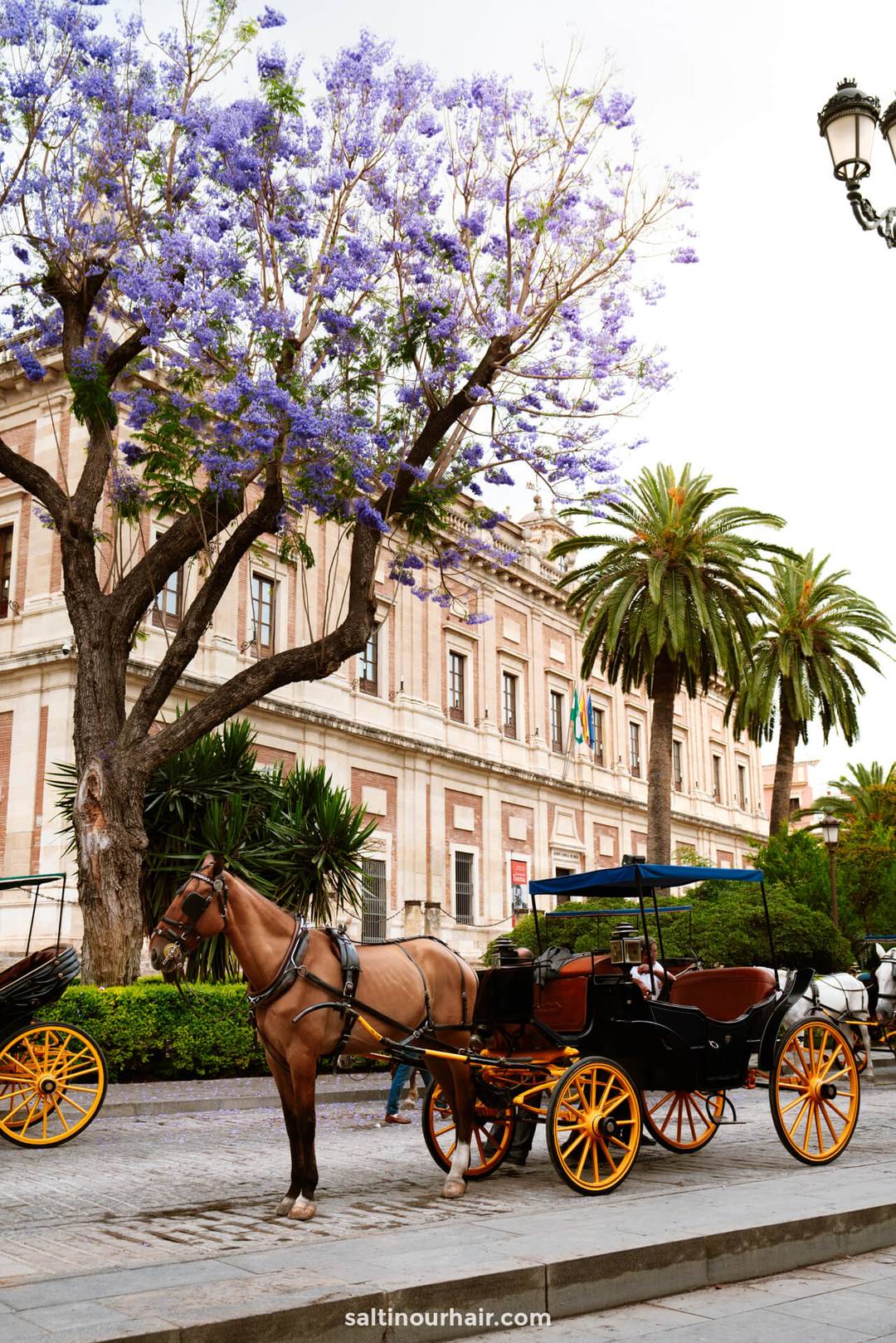 seville spain horse