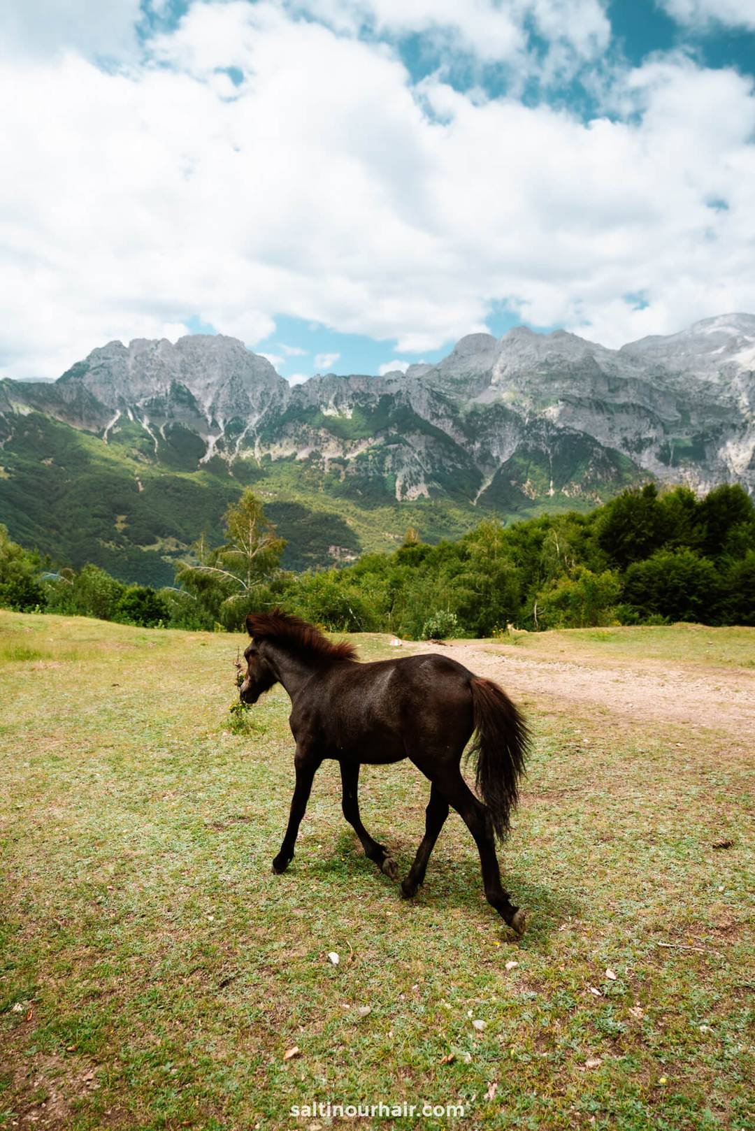 paard albani&euml;