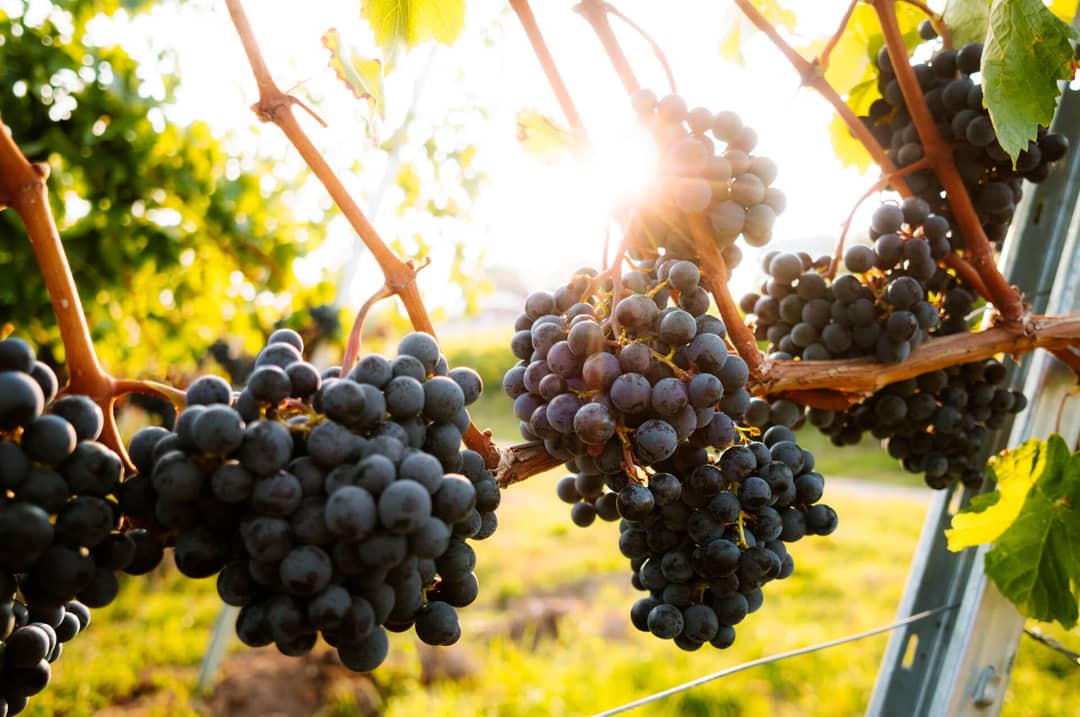 vineyard