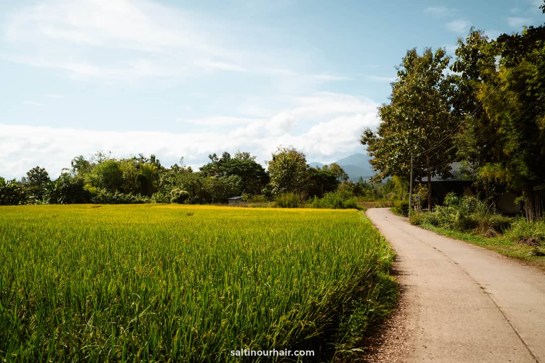 northern Thailand guide rice paddies