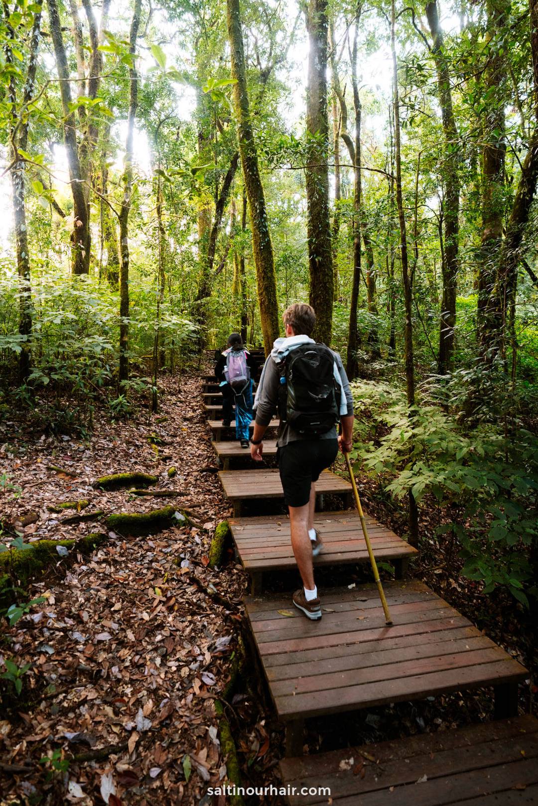 Kew Mae Pan Nature Trail doi inthanon national park thailand