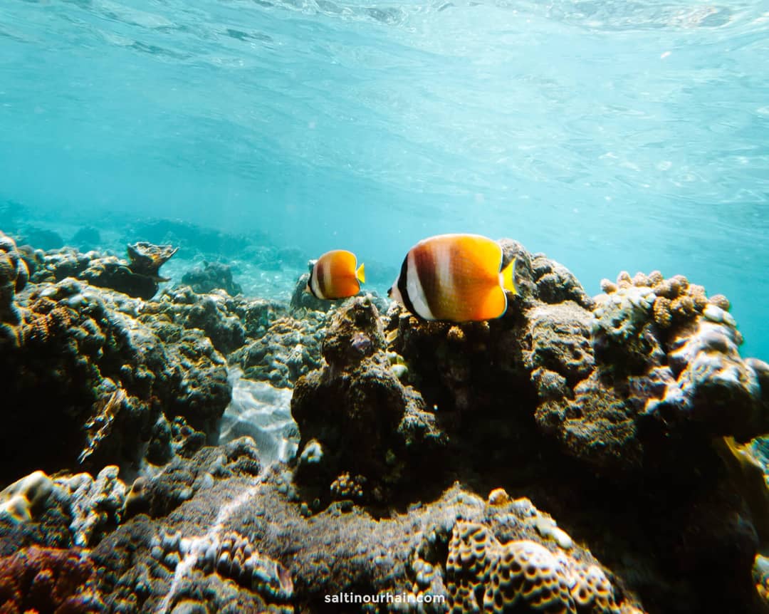 lipah beach amed bali snorkeling