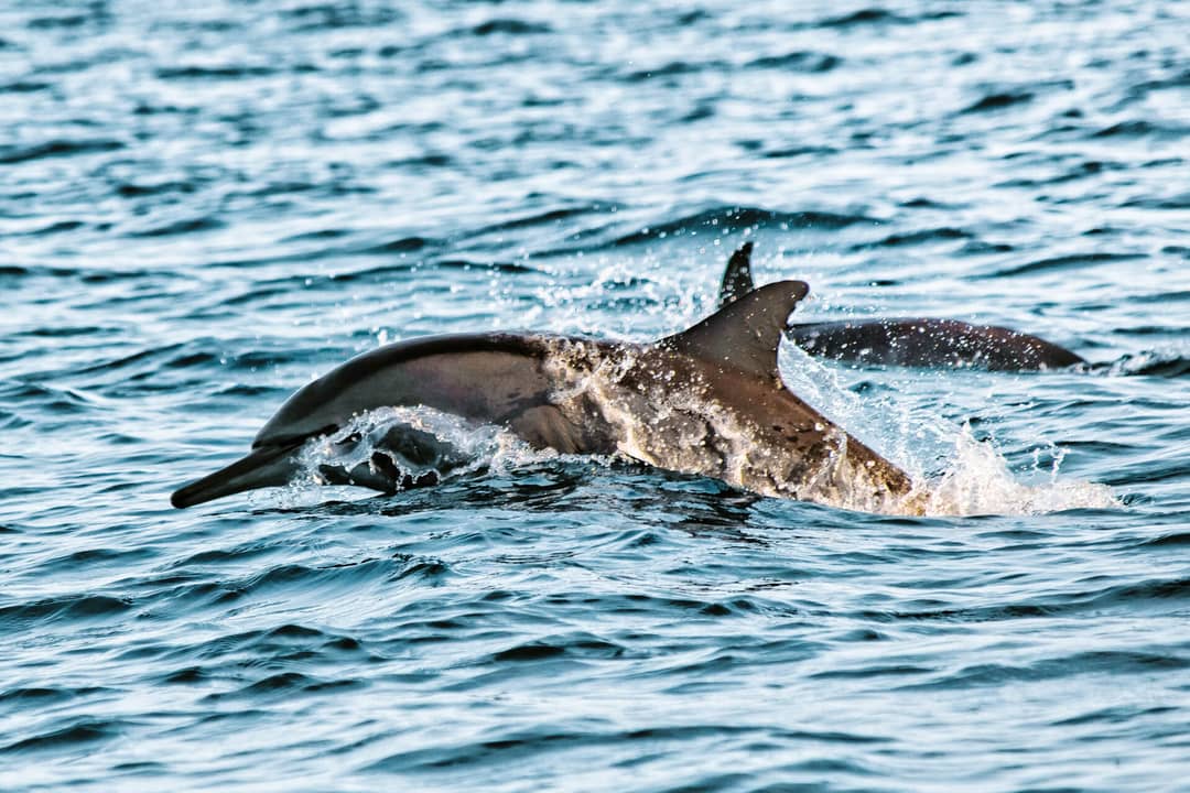 A dolphin swims just above the surface of the water near Los Gigantes Tenerife, creating splashes as it moves through the waves.