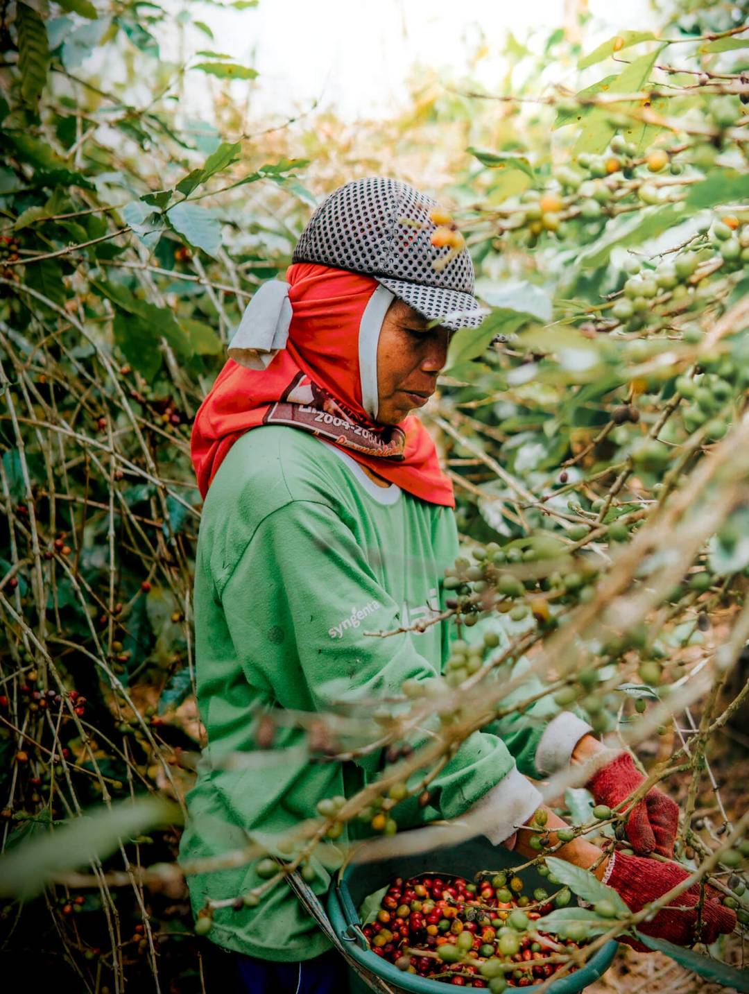 mount batur bali coffee plantation