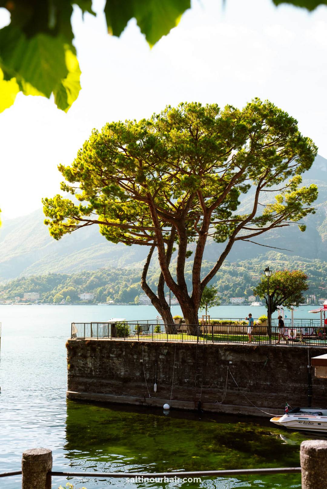 big tree in the middle of lake como italy