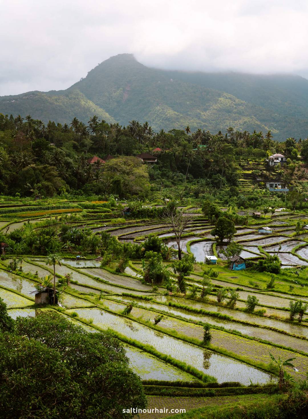 bali Berina Rice Terrace