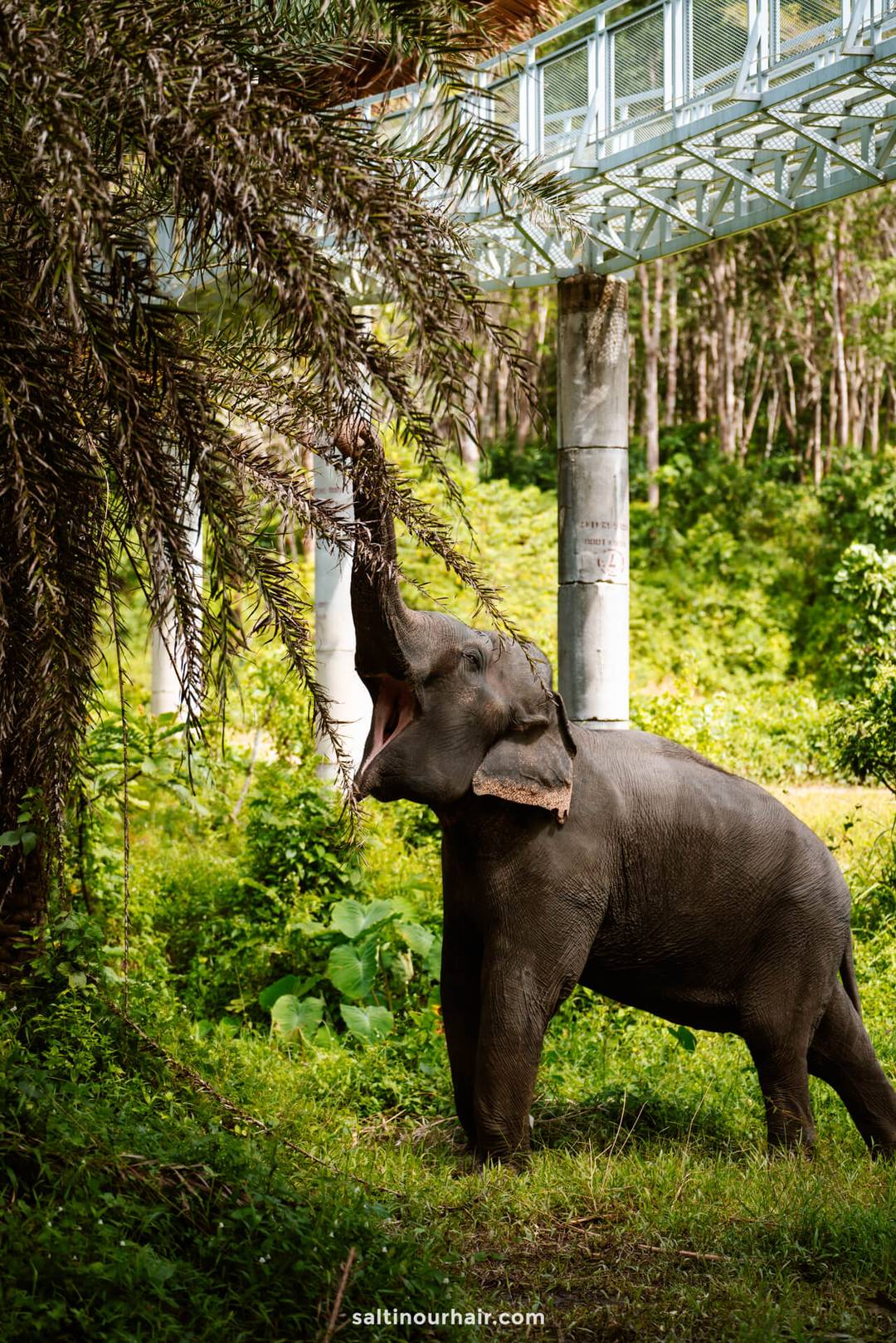 Phuket Elephant Sanctuary&nbsp;thailand