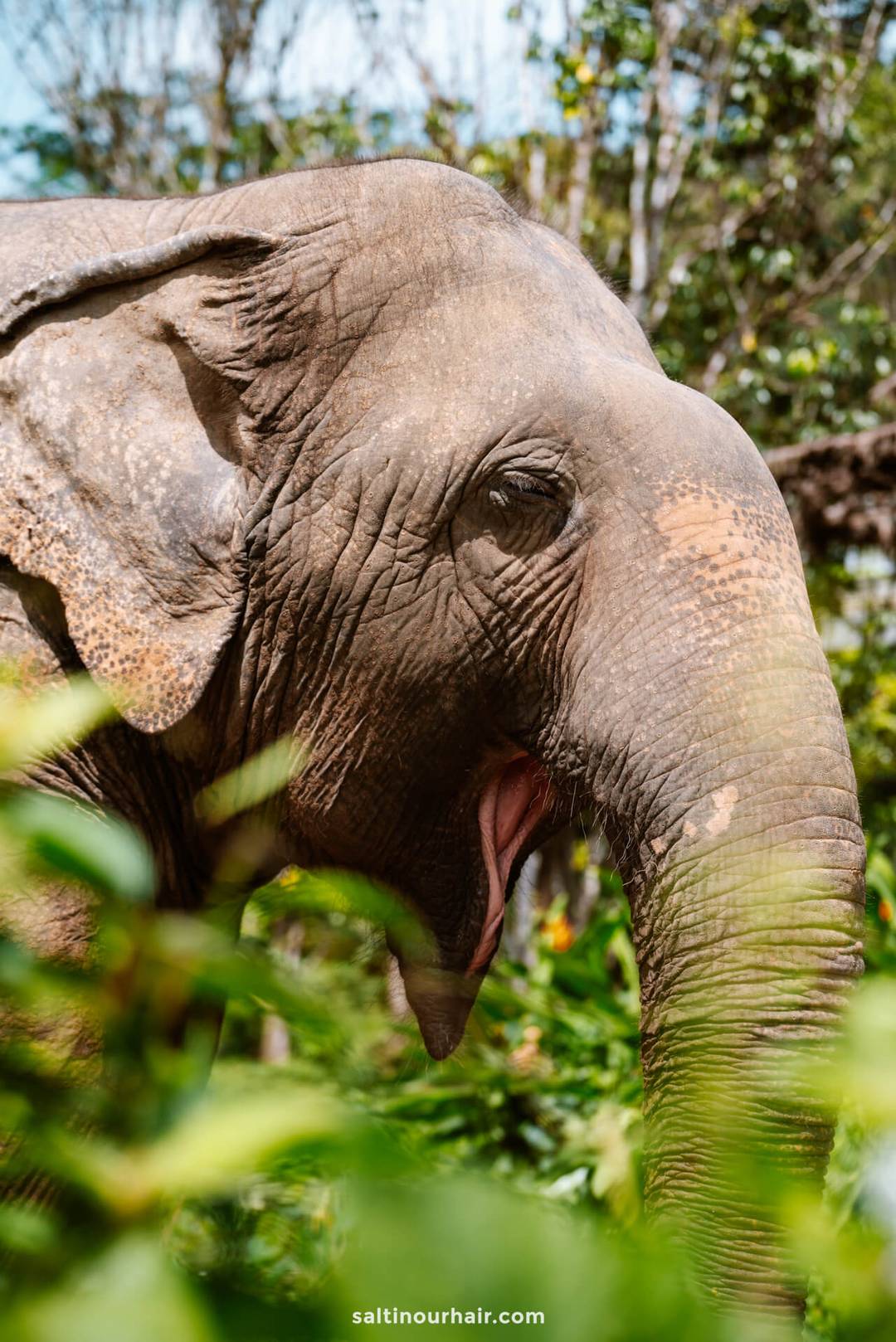thailand Phuket Elephant Sanctuary