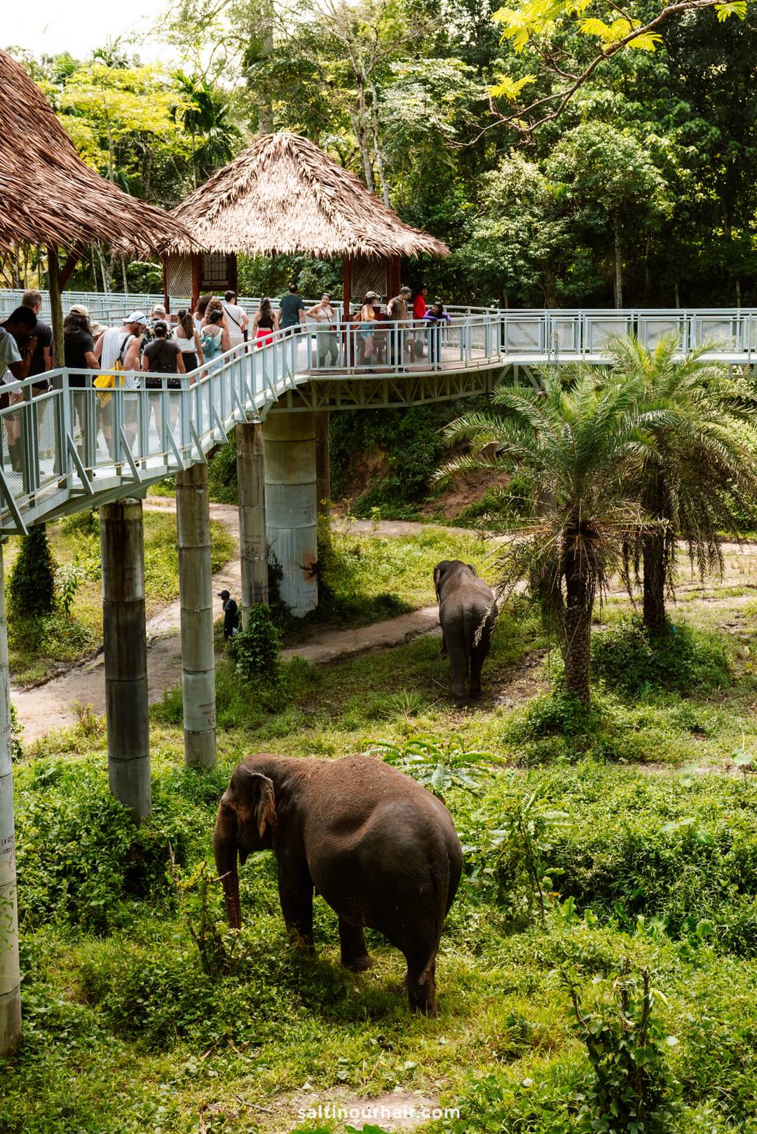 things to do phuket thailand Elephant Sanctuary&nbsp;