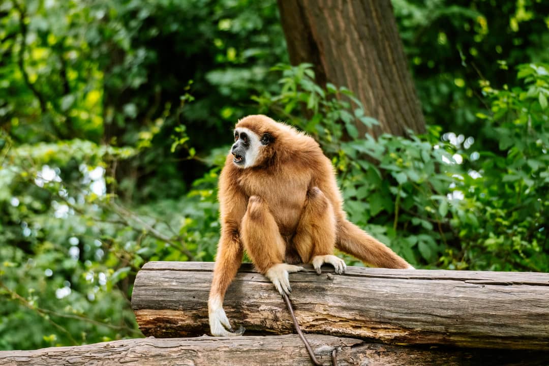 gibbon thailand