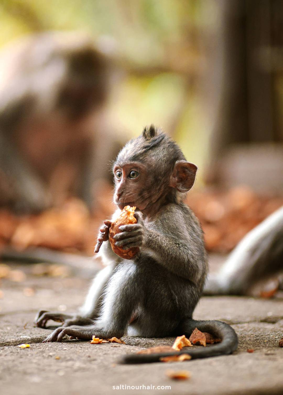 day trip bali monkey forest ubud