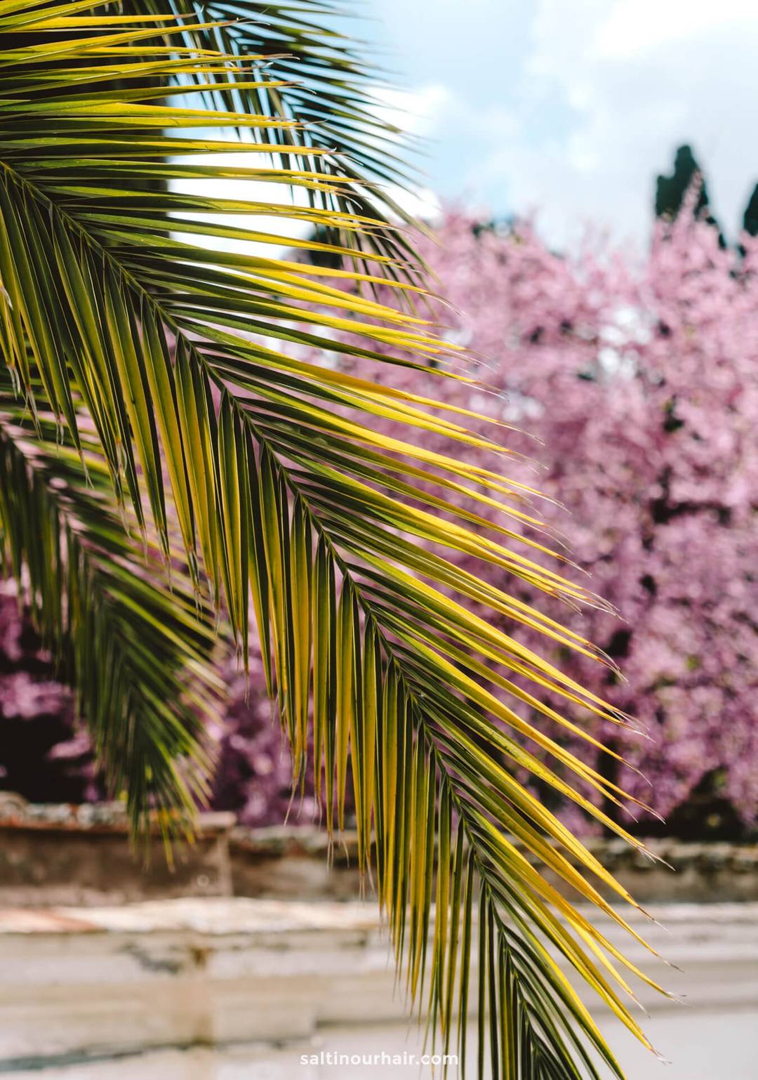 Close-up of a green palm frond with blurred purple blossoming trees and a cloudy sky in the background&mdash;perfect inspiration for an Italy 7 day itinerary filled with natural beauty.