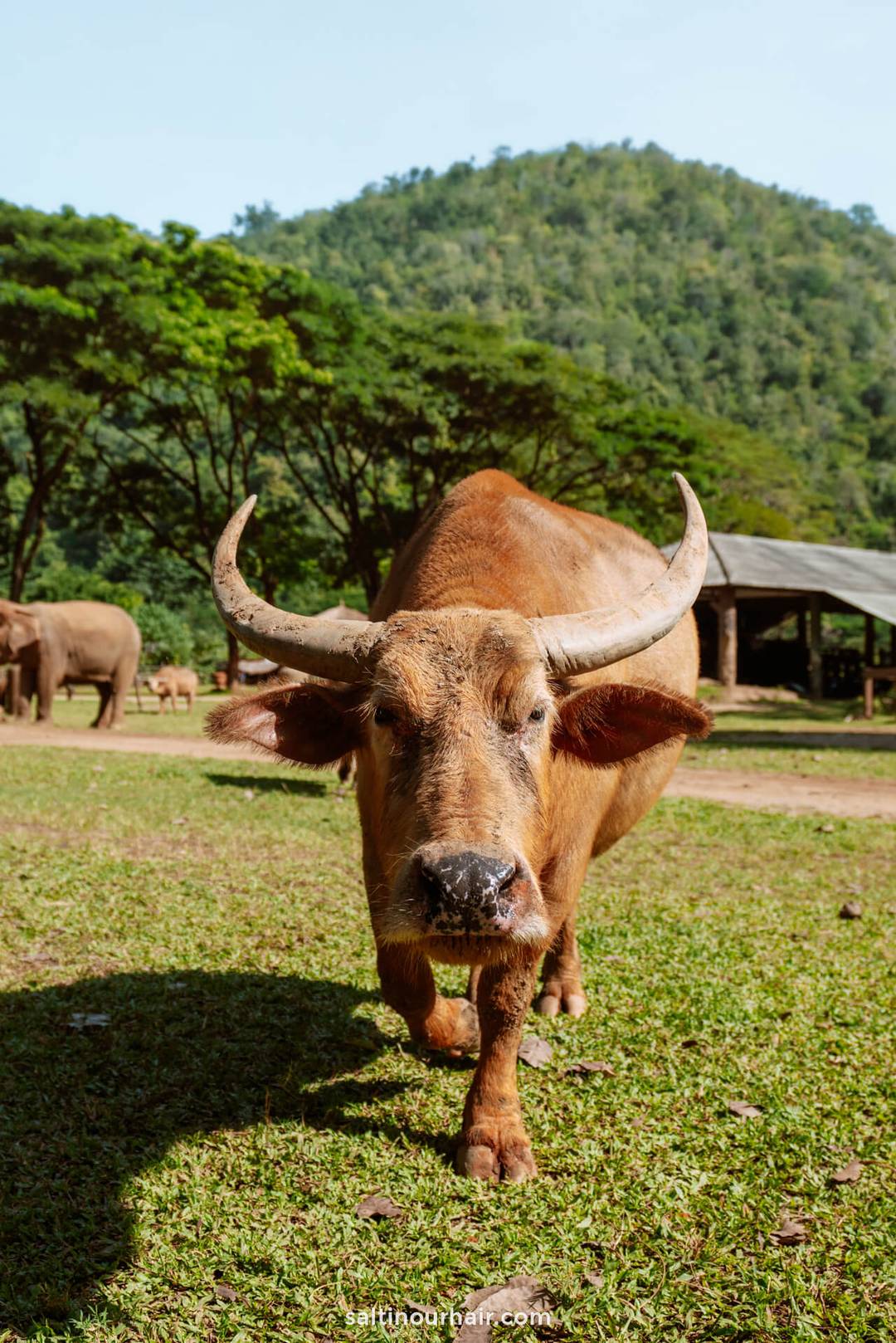 Buffalo in elephant nature park Chiang Mai thailand