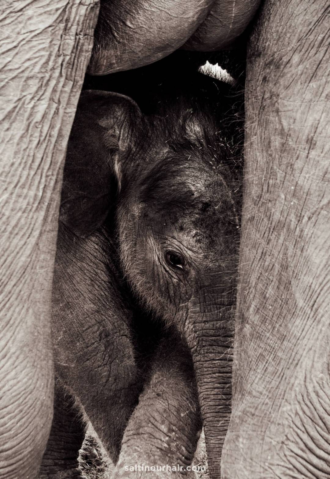 Little elephant Chiang Mai thailand
