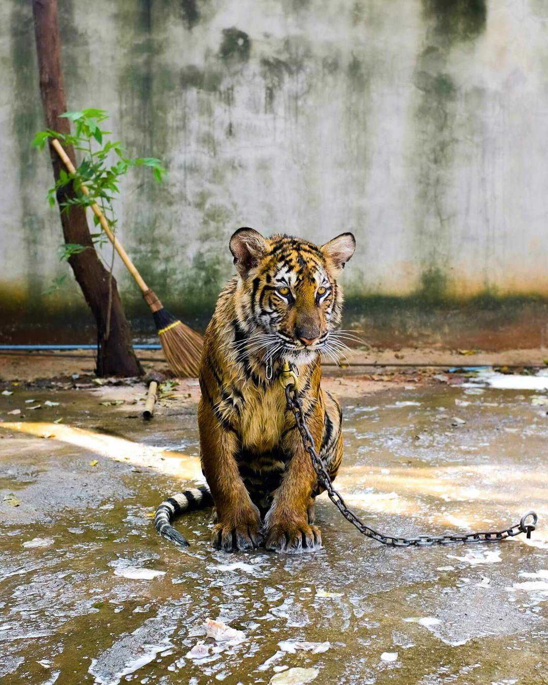 Wildlife Tourism Thailand