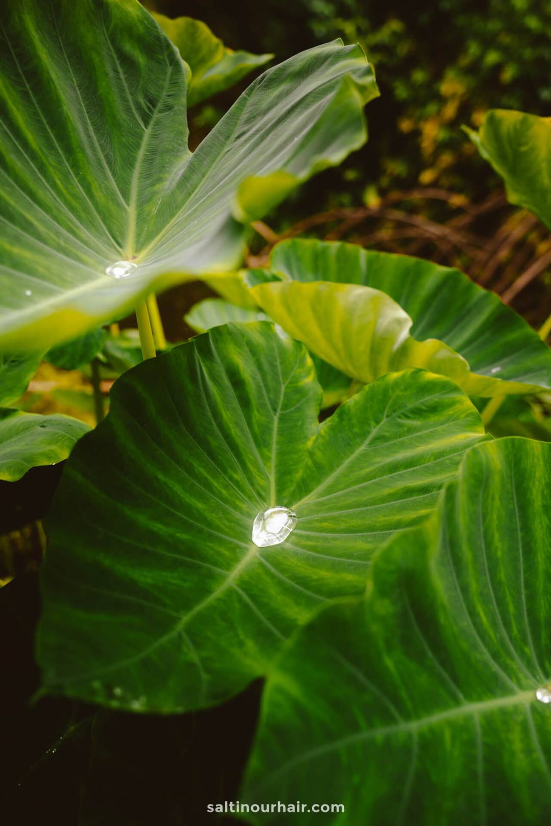 orto botanico di palermo sicili&euml;