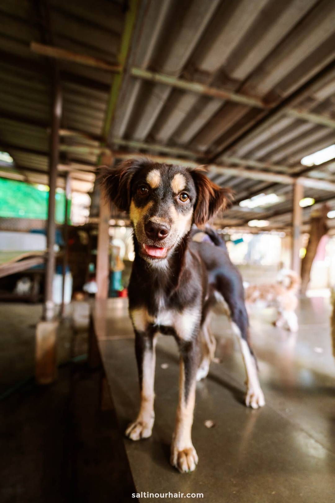 dog in elephant nature park Chiang Mai thailand