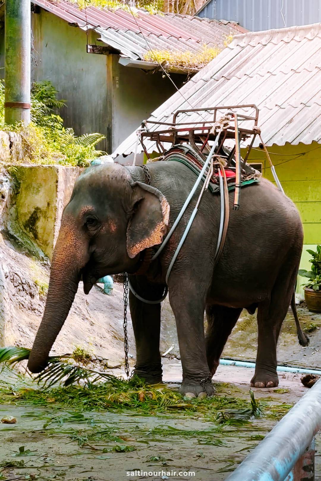 What not to do in Chiang Mai Thailand elephant riding